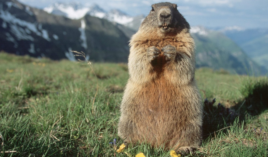 Альпийский Сурок, Hohe Tauern