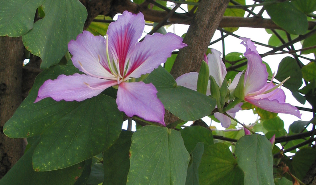Бразильский цветок