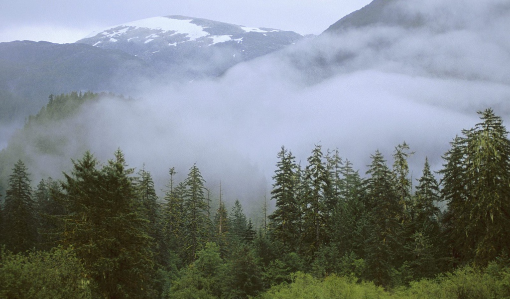 Дождливый лес