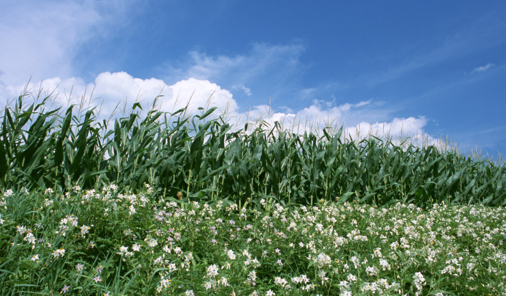 Граница кукурузы