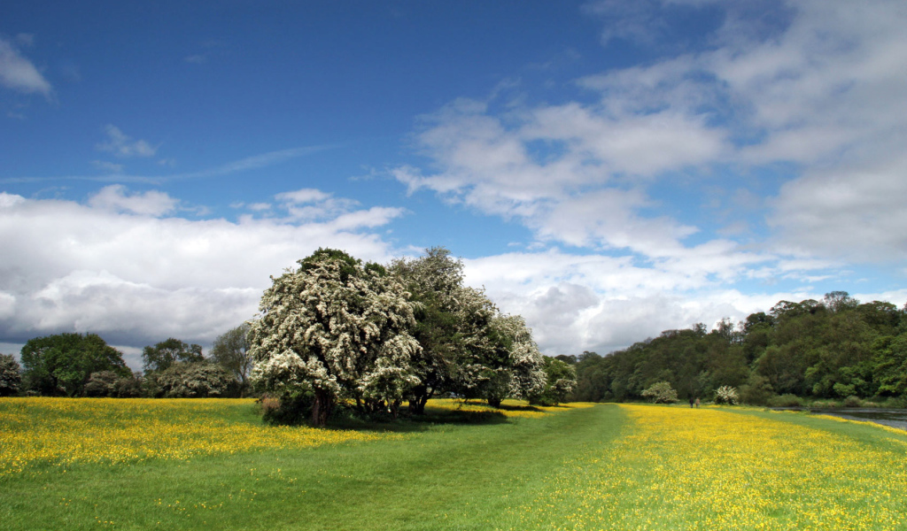 Прибрежная полоса Лютиков