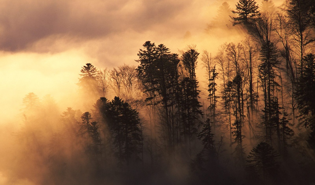 Лесистая местность в тумане