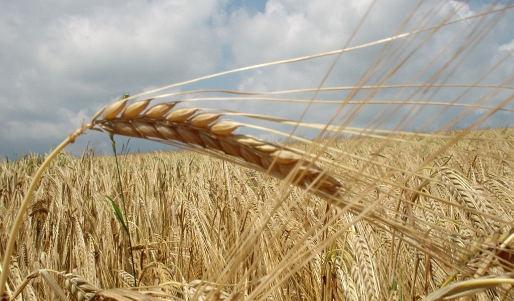 German grain field