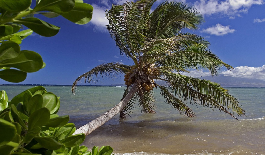 Кланящиеся пальмы