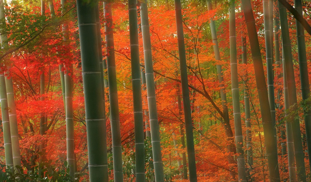 Бамбуковый Лес, парк Arashiyama, Киото, Япония