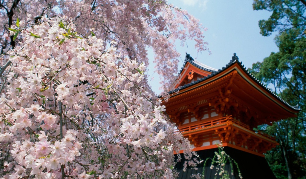 Вишневые расцветы, Храм Ninnaji, Киото, Япония