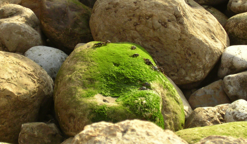 Залив Sao Martinho