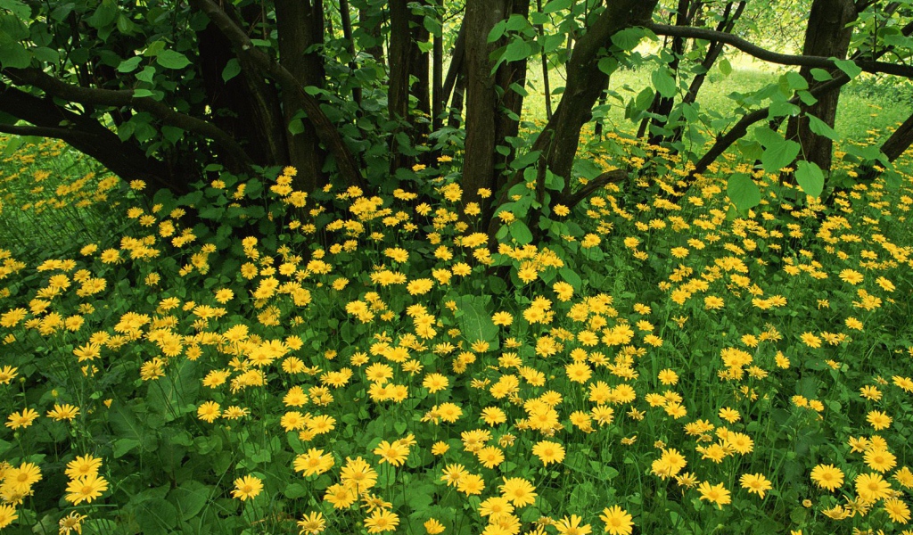 Leopardsbane цветы в Шотландии