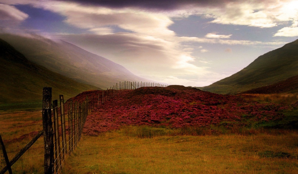 Шотландский Вереск