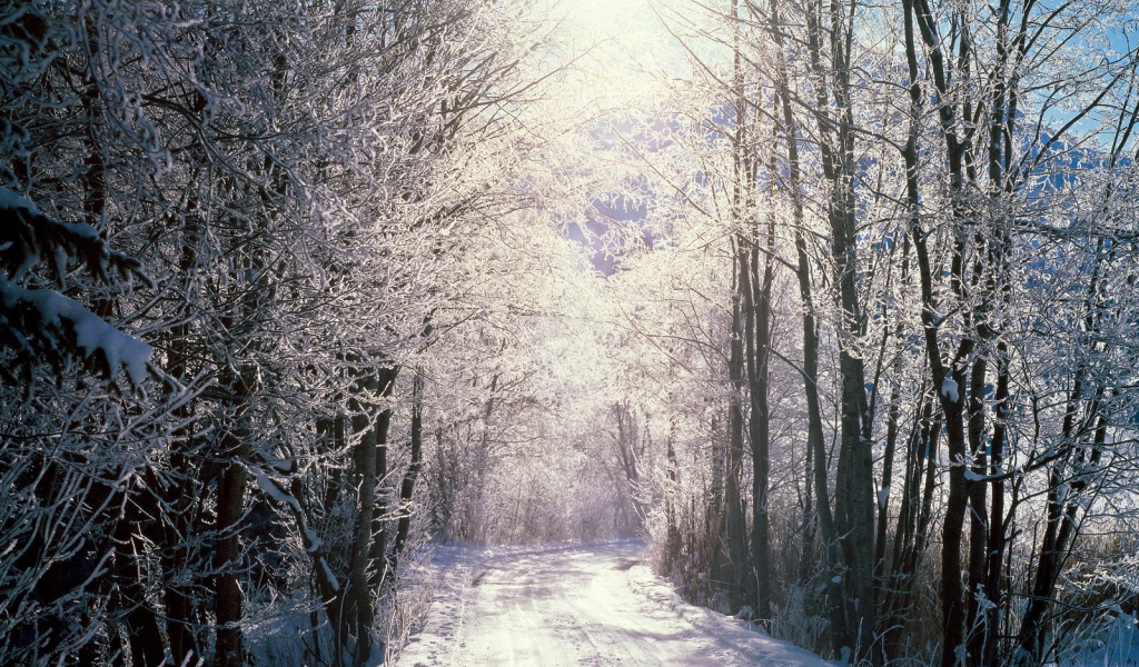 Снежный лес, Берн, Швейцария