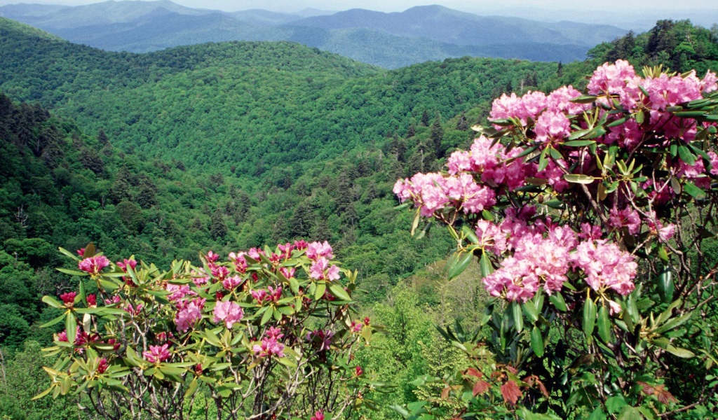 Коса Голубого хребта США