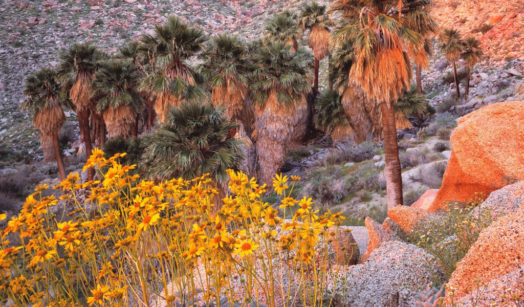 Brittebush в Восходе солнца США