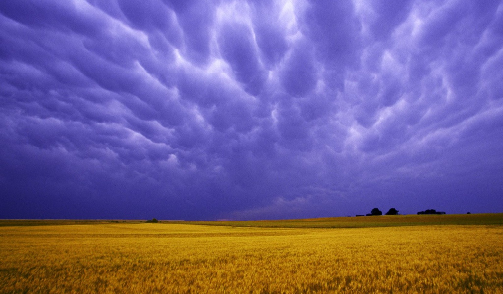 Поля Янтарных Зерен США