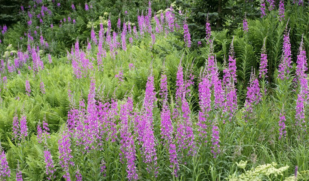 Поле Fireweed