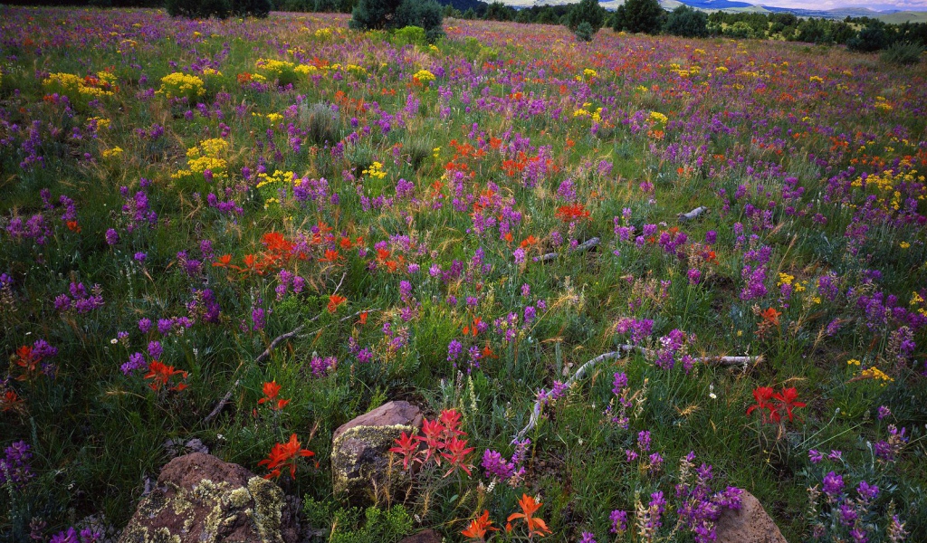 Область Локовид / Апачи-Ситгривс Национальный Лес / Аризона / США