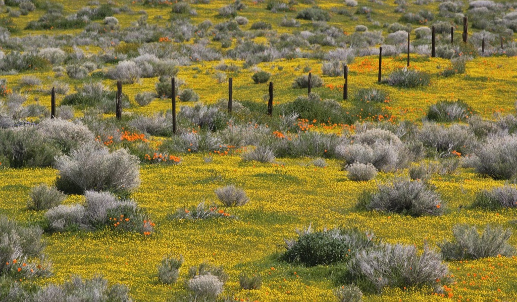 Золотые прииски, США