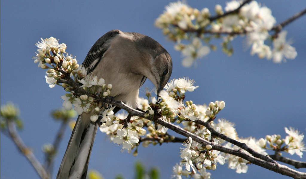 Пересмешник, США