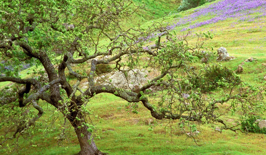 Дуб / Ручей Санта Розы / Калифорния / США