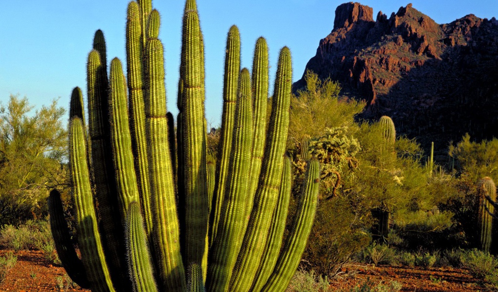 Кактус Труба Органа / Каньон Аламо / Аризона / США