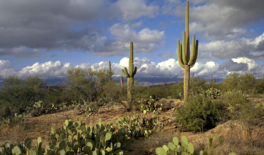 Сагуаро Национальный Парк / Аризона / США