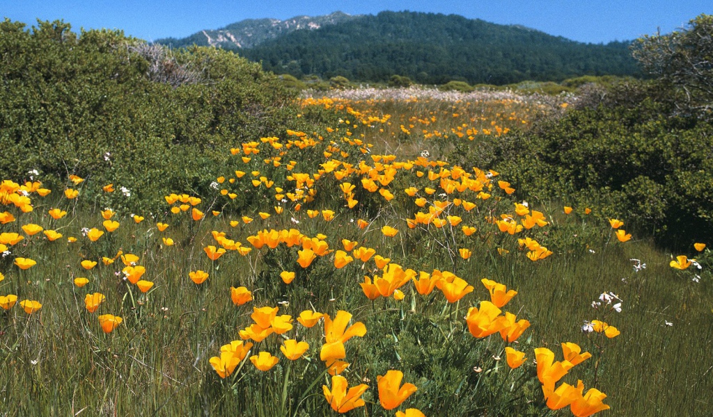 Желтая Дорога, США