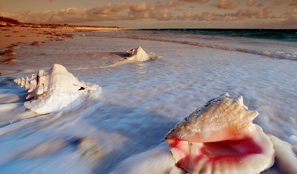 Большие раковины