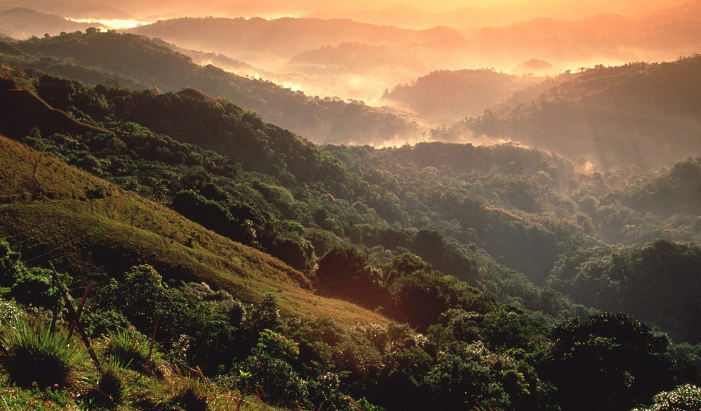 Тропический лес El Yunque