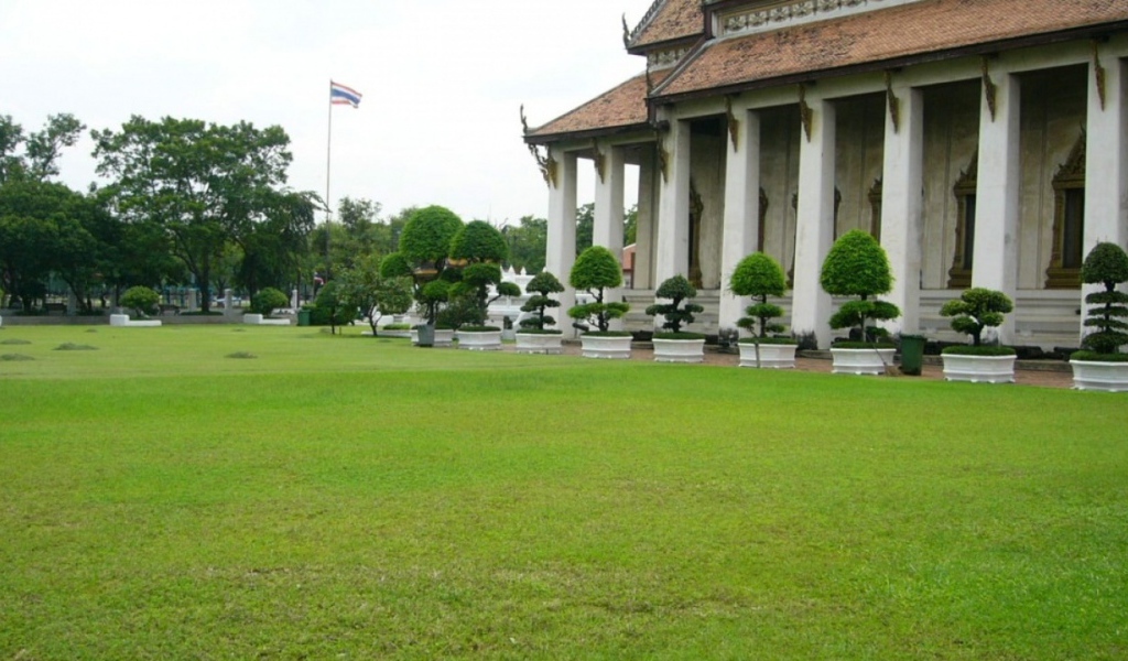 карликовое дерево в горшке