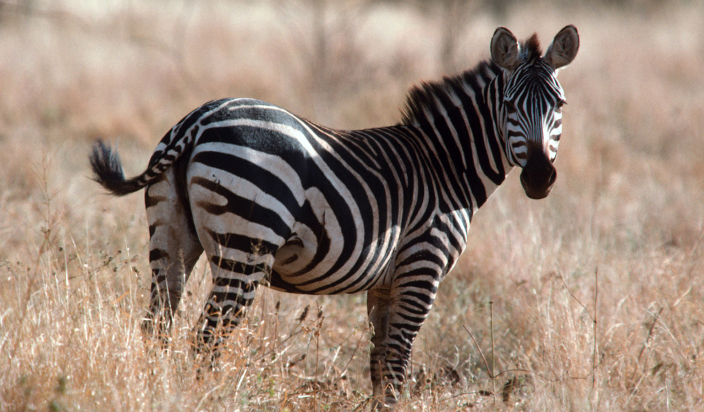 Африканская зебра