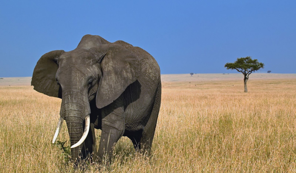 Африканский слон