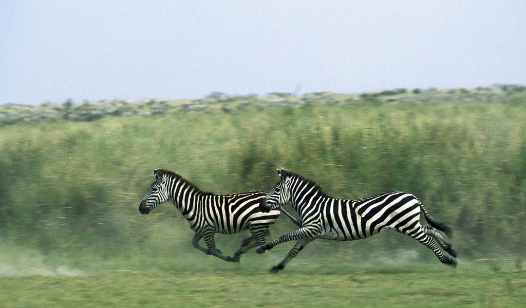 Полосатые зебры