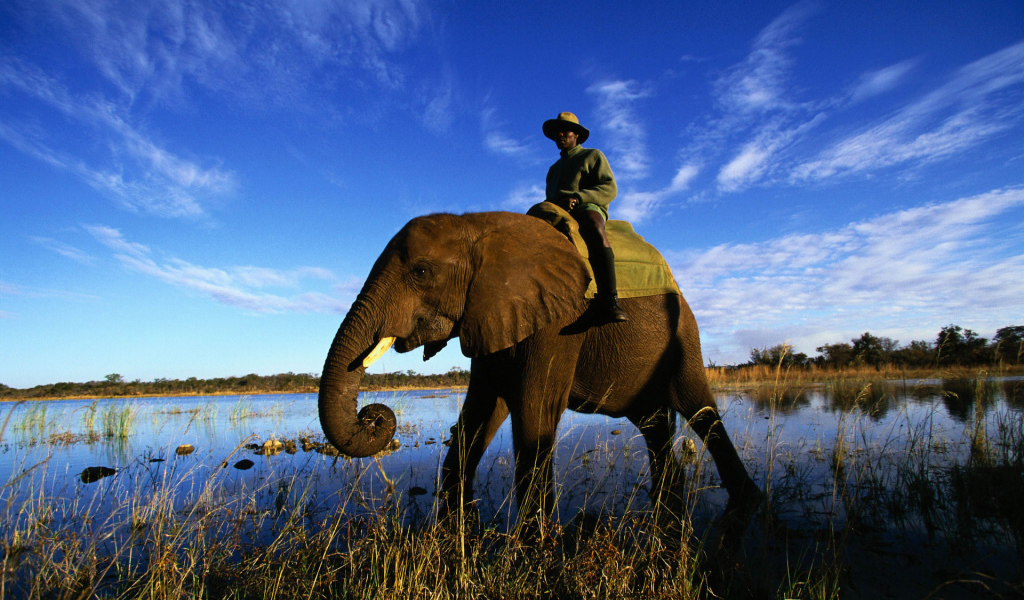 Африканский слон