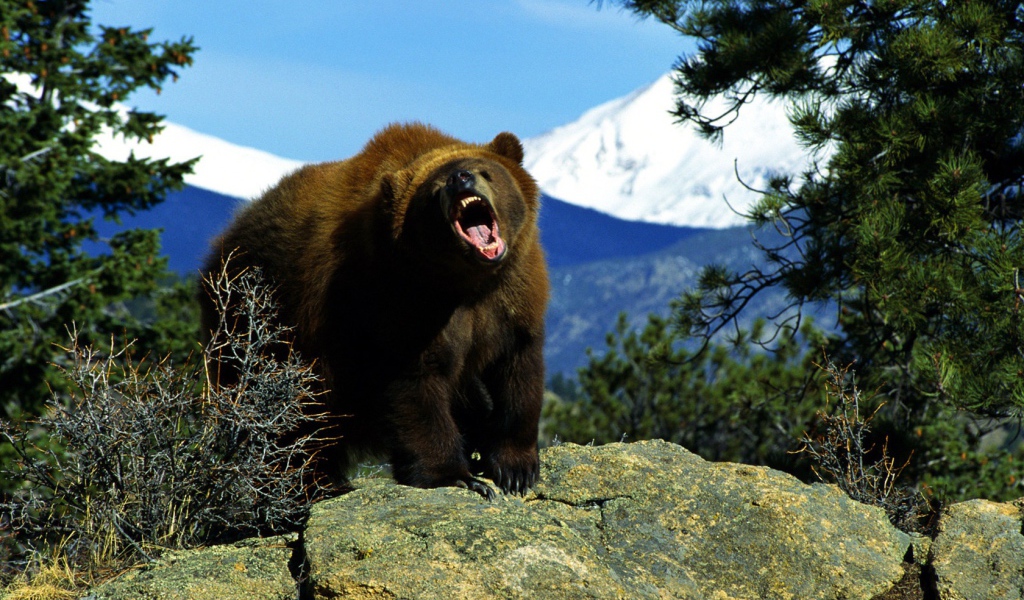 Злой медведь