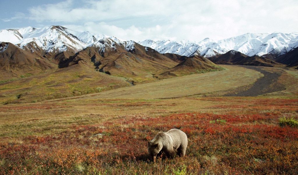 Медведь в поле