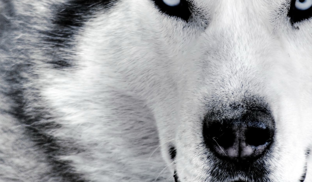 Красивый волк