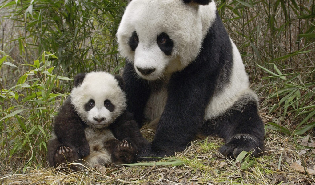 Большие панды
