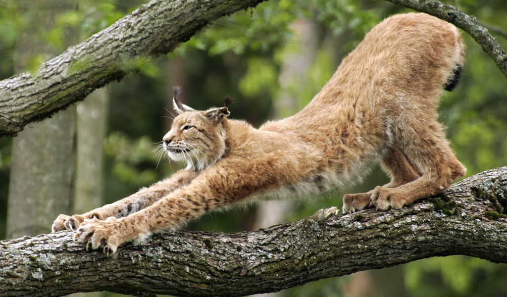 Большая кошка