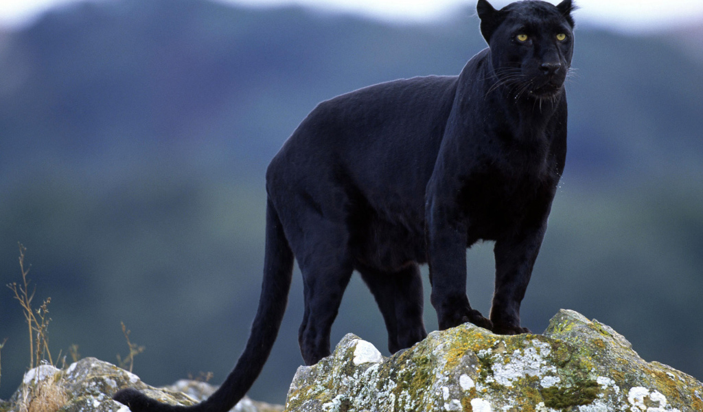 Черная пантера