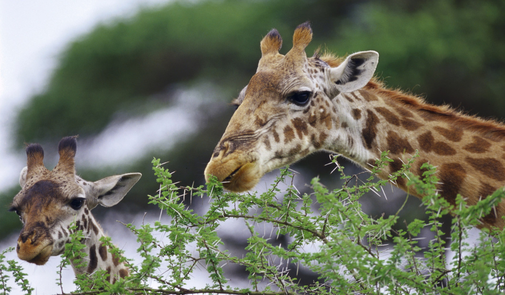 Смешные жирафы