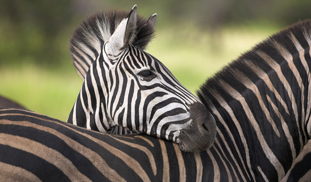 Добрые зебры