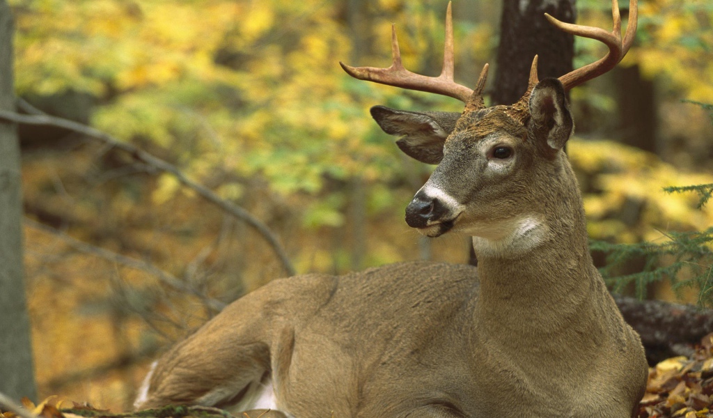 Сезон охоты