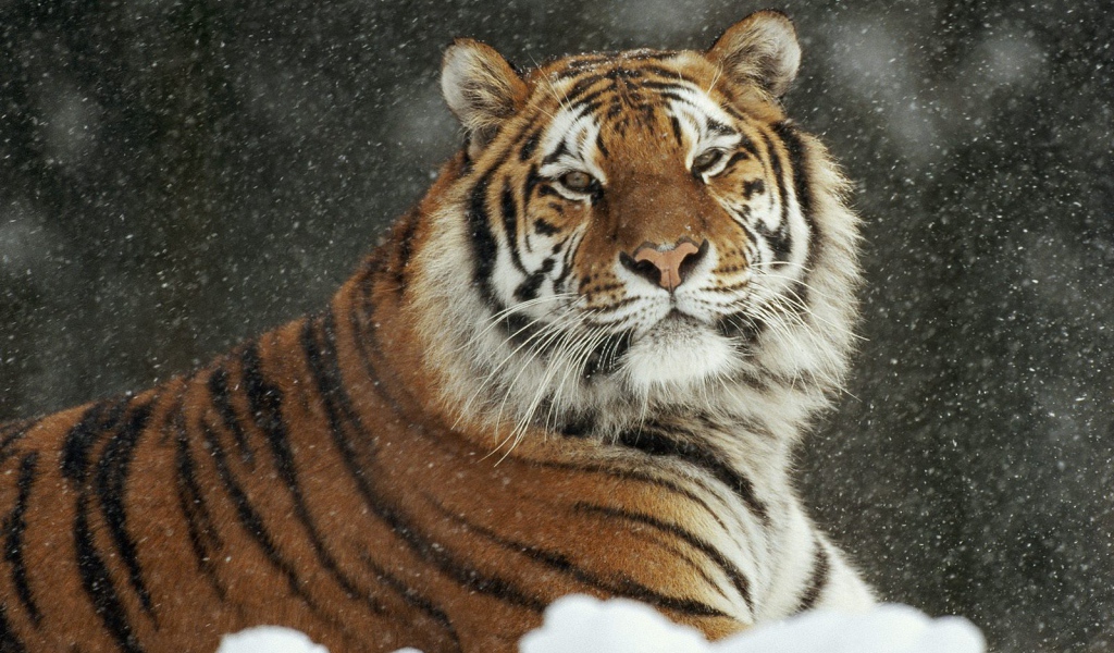 Важный тигр