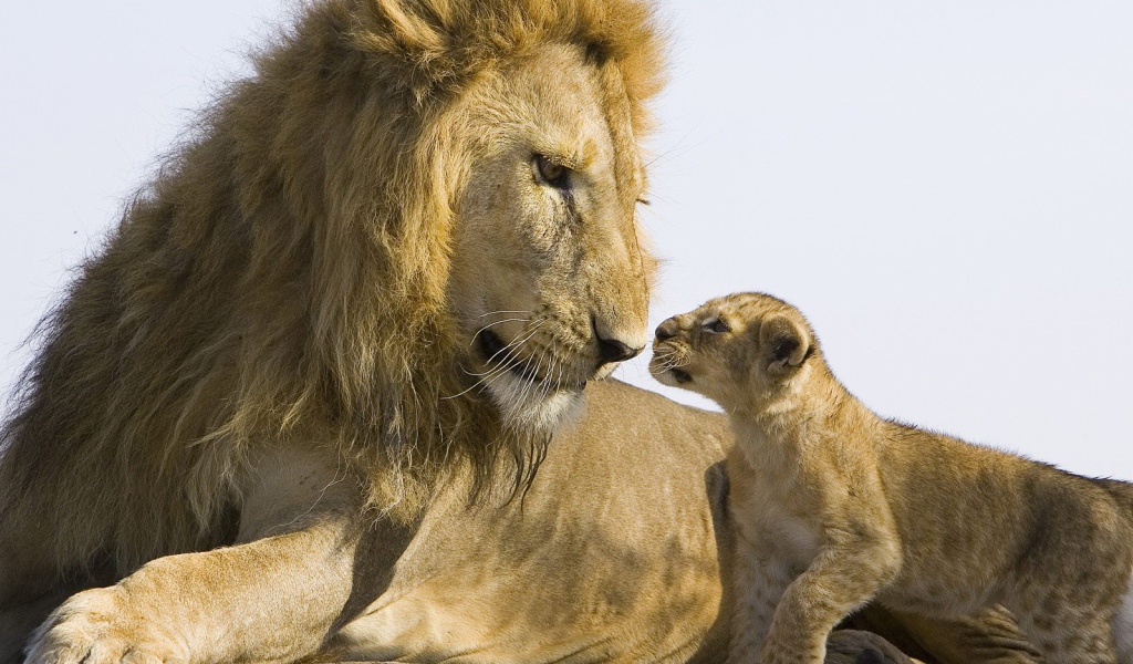 Лев и детеныш