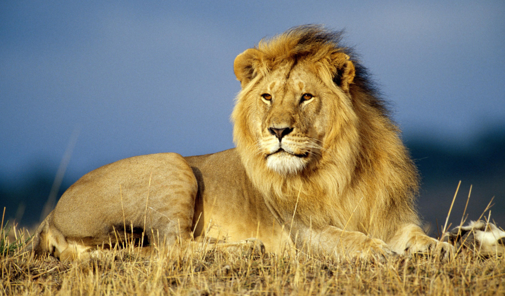Лев Царь зверей