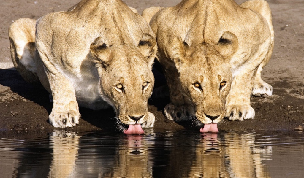 Львицы на водопое