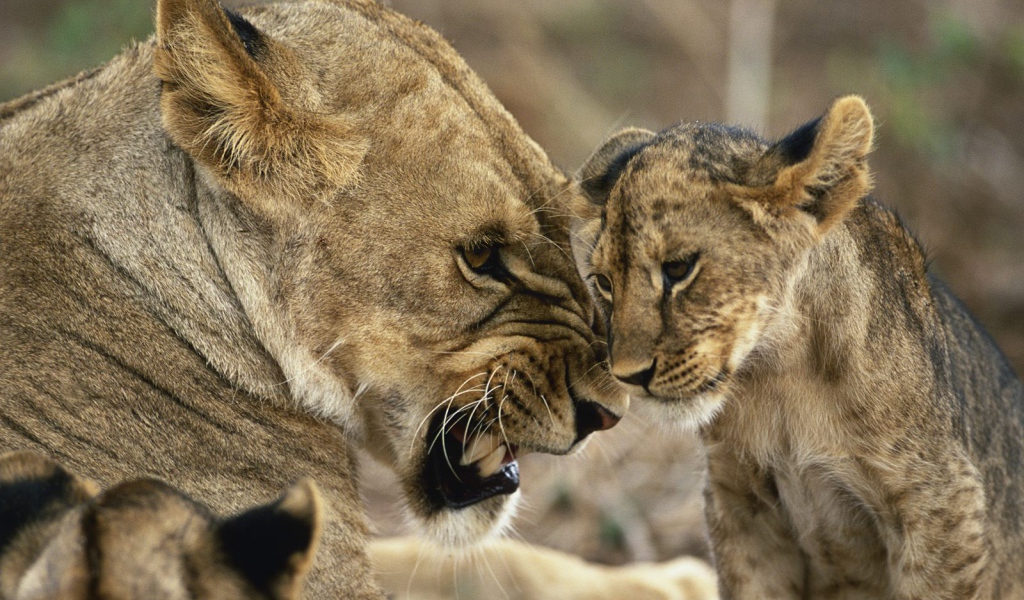 Львица с детенышами