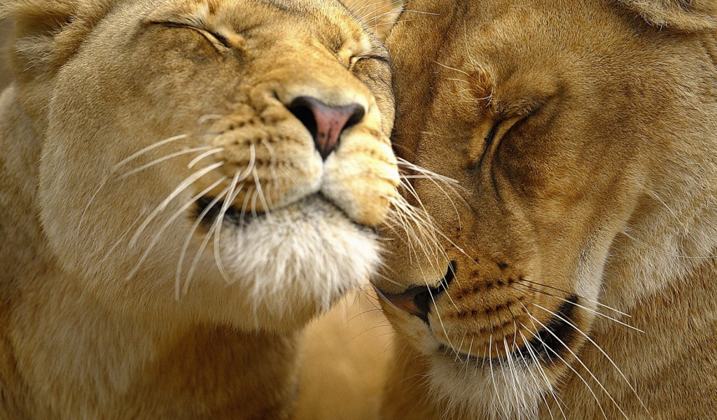 Большие кошки