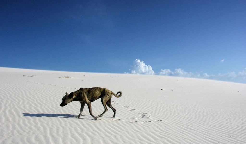 Одинокий путник