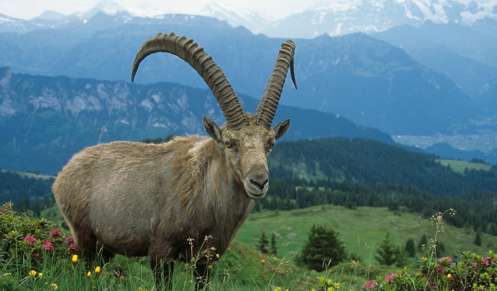 Горный козел