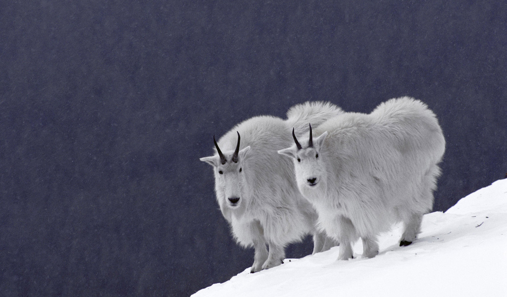 Горные козлы